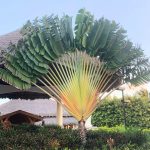 Ravenala madagascariensis (Travelers palm )
