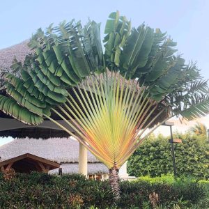 Ravenala madagascariensis (Travelers palm )