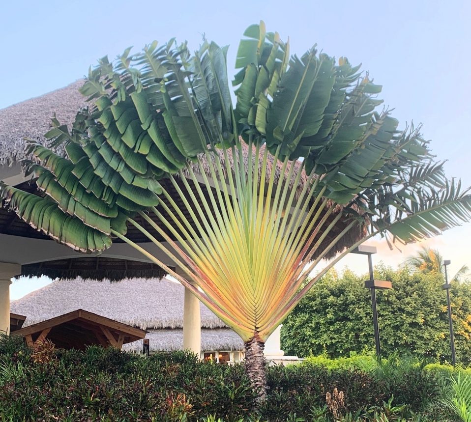 Ravenala madagascariensis