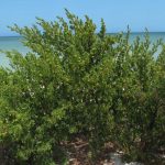 Specimen BayCedar cropped