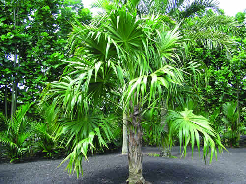 Thrinax radiata Thatch Palm