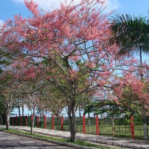 Specimen_CassiaGrandis,CoralShowerTree