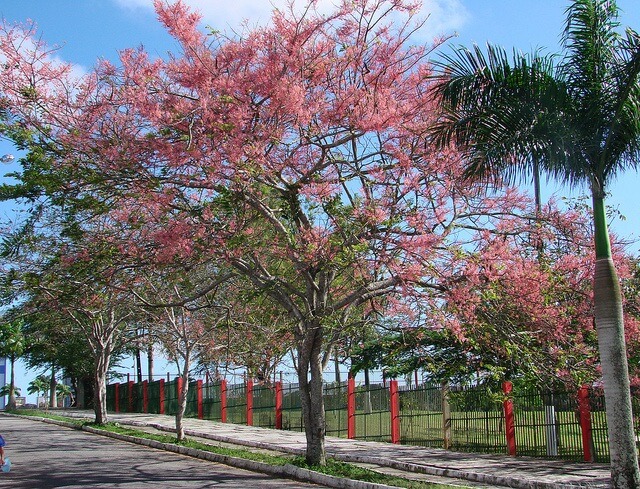 Cassia Grandis