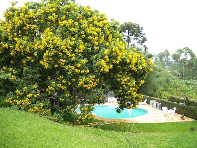 Cassia Leptophylla