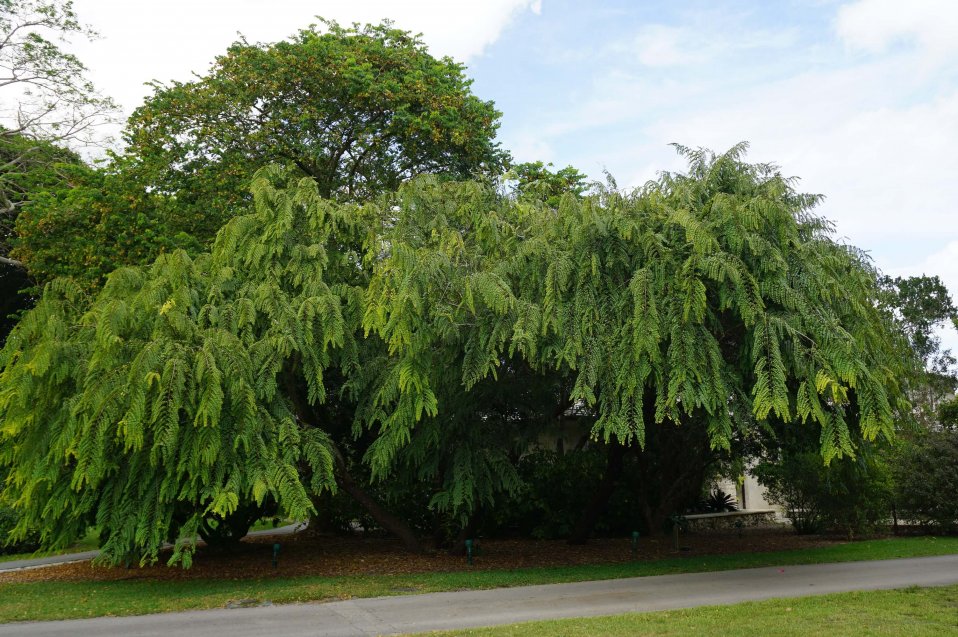 Cassia Roxburghii