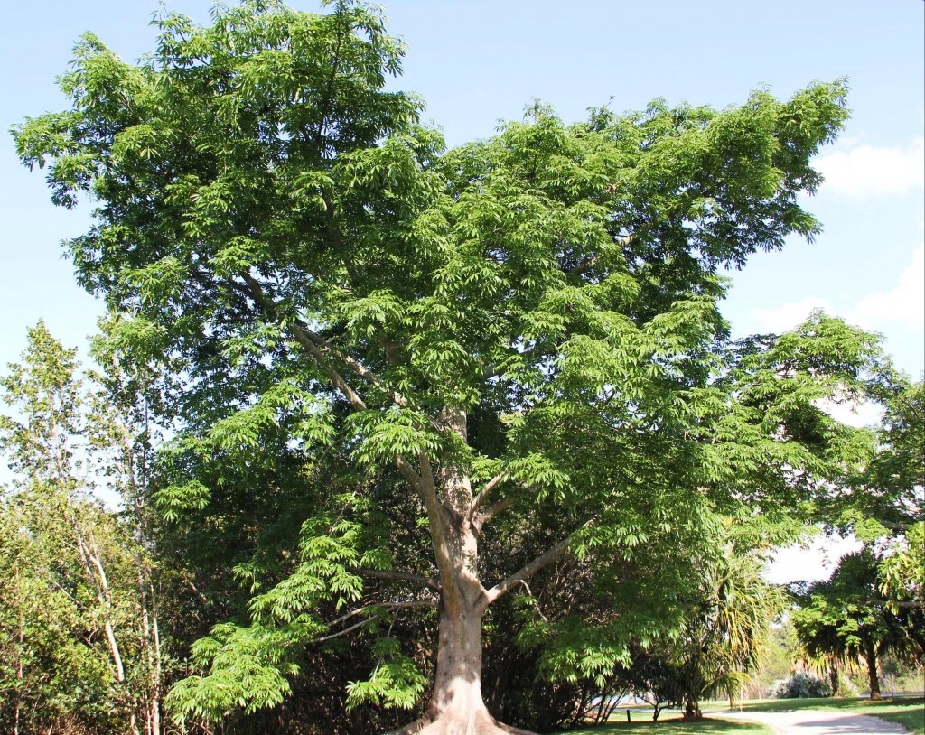 Ceiba Ceiba