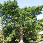 Kapok tree for sale ()