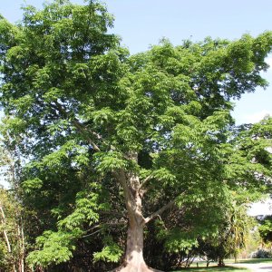 Kapok tree for sale (Ceiba Pentandra)