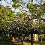 specimen Cordia Boissieri White Geiger