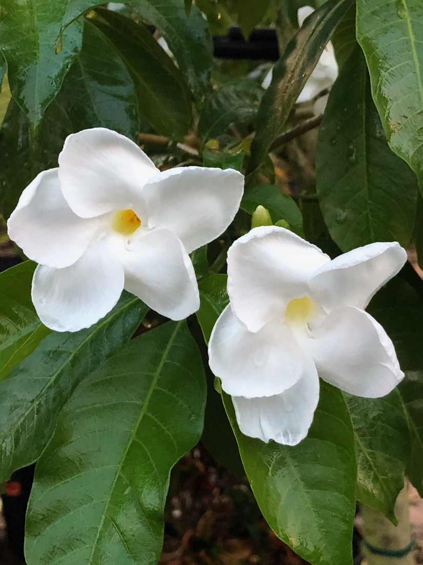 Stemmadenia Litoralis - Milkyway Lechoso - Flower