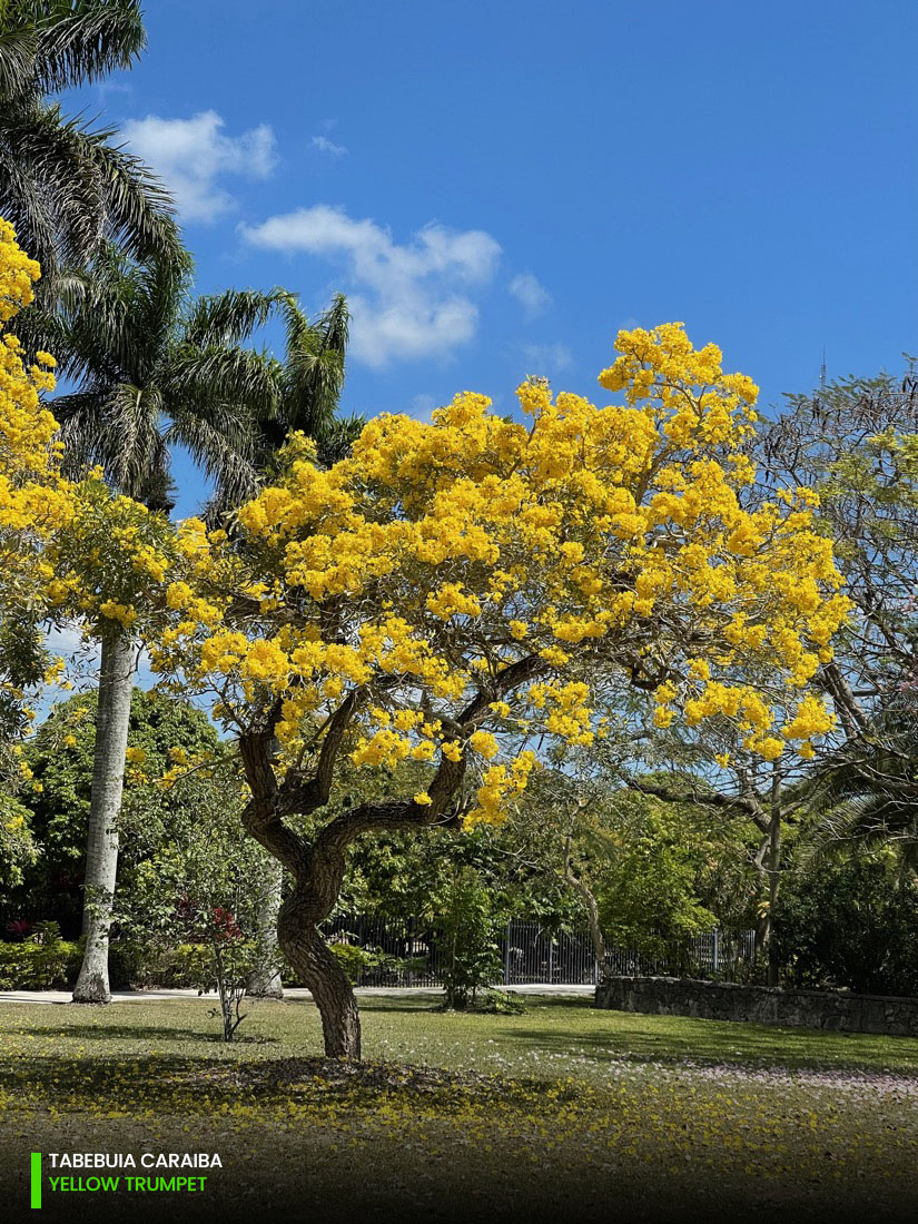 Tabebuia Caraiba - Yellow Trumpet