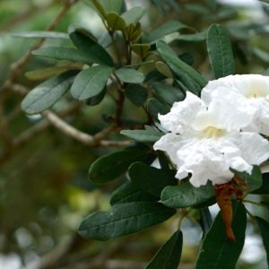 Tabebuia bahamensis (White tabebuia)