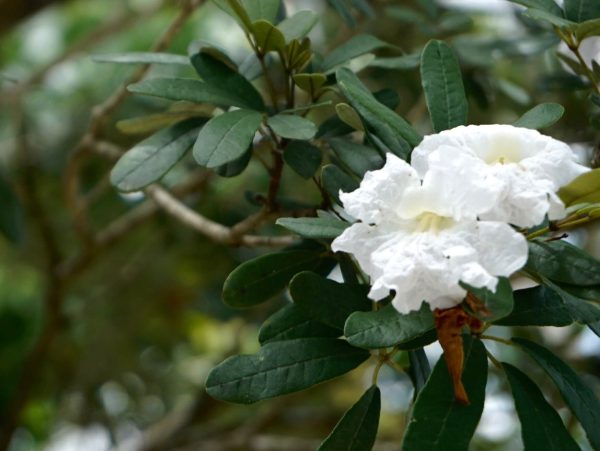 Tabebuia bahamensis (White tabebuia)