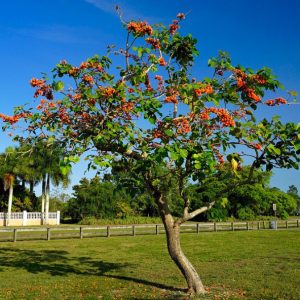 Trees For Urban Planting Planted Butea Monosperma