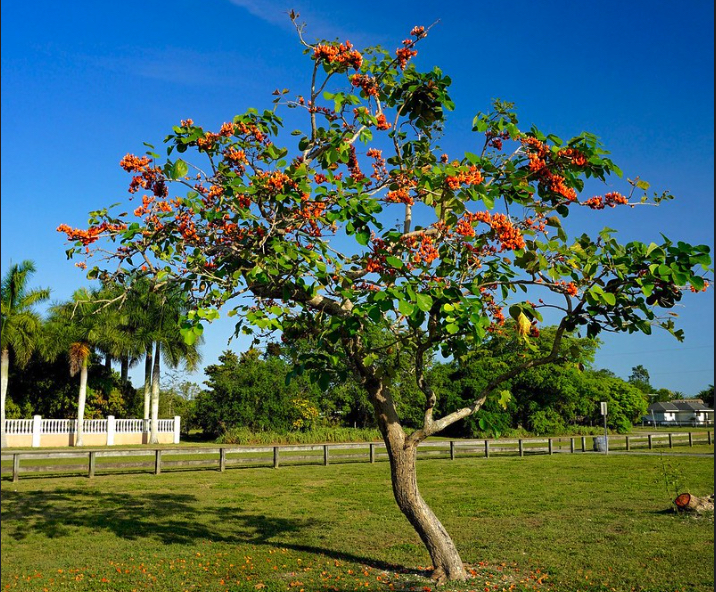 Trees For Urban Planting Planted Butea Monosperma