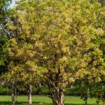 Zanthoxylum flavum (Satinwood)