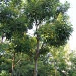 Simarouba glauca (Paradise tree)