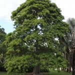 Adansonia Digitata or African Baobab