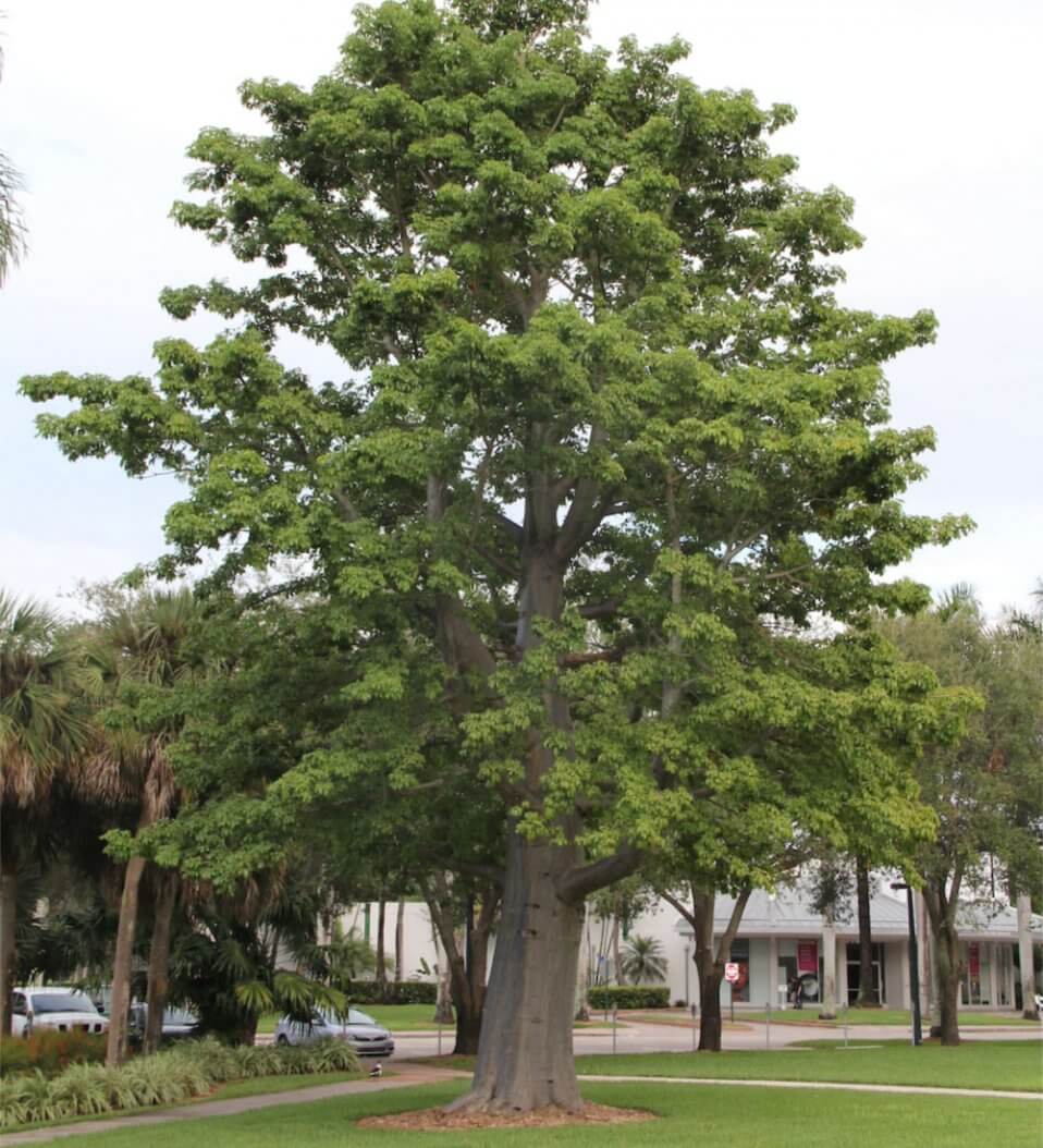 Adansonia Digitata or African Baobab