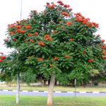 Spathodea campanulata (Red African Tulip)