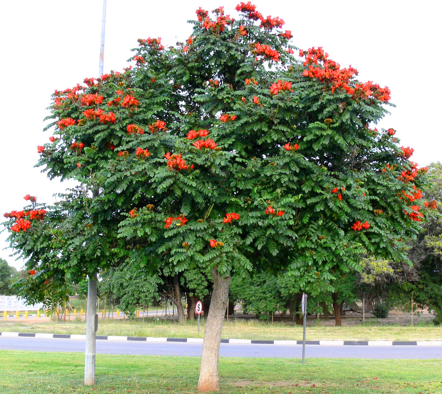 African tulip tree deals