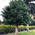 Adansonia Digitata (African Baobab) -2yearsold-planted