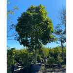 Andira Inermis tree for sale Florida