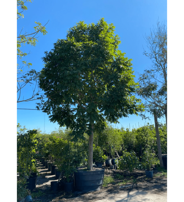 Andira Inermis also known as Cabbage Bark 200 gallons