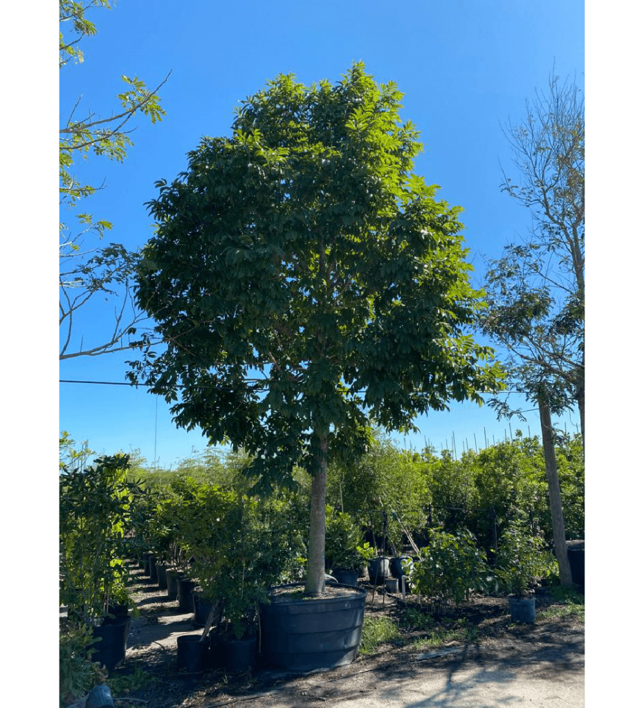 Andira Inermis Cabbage Bark Tree for Sale Florida Treeworld Wholesale