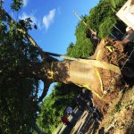 Tree roots plant a tree in South Florida Adansonia Digitata (African Baobab) roots