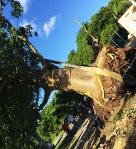 Tree roots plant a tree in South Florida Adansonia Digitata (African Baobab) roots