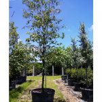 Buy Barbados Cherry Tree