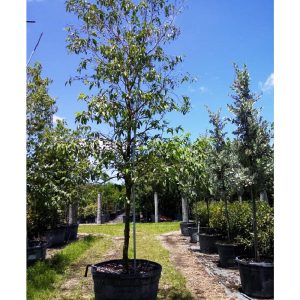 barbados cherry tree -45gal to 50gal at TreeWorld Wholesale