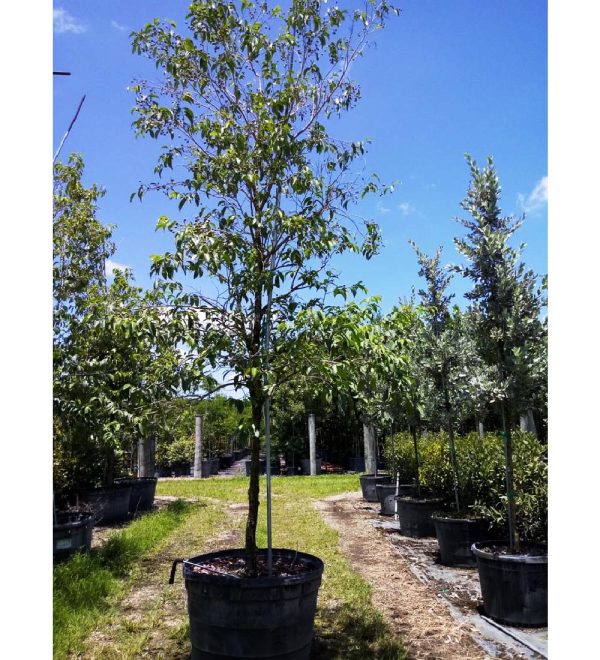 Buy Barbados Cherry Tree