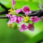 barbados cherry tree -flower