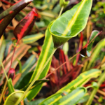 Codiaeum Variegatum (Croton Golden Bell)