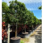 100 gal Krugiodendron Ferreum (Black Ironwood)