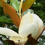 bloom_little magnolia
