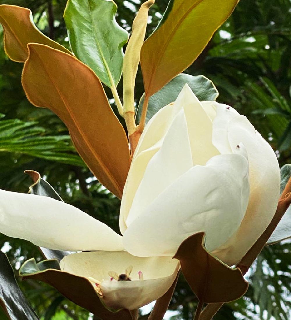 Stock Flower Stem - Magnolia