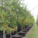 Acacia Trees Acacia Cinnecord brand detail planted at TreeWorld Wholesale