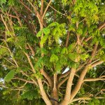 trunk pithecilobium -arborea lorito