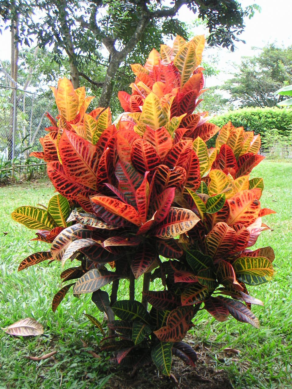 Codiaeum variegatum