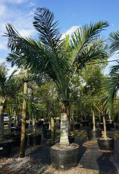 Pseudophoenix Sargentii Buccaneer Palm