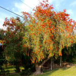 Specimen Weeping Bottlebrush at TreeWorld Wholesale