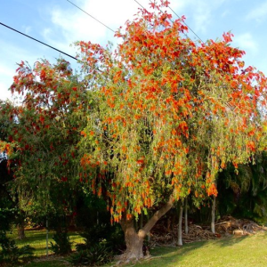 Specimen Weeping Bottlebrush at TreeWorld Wholesale