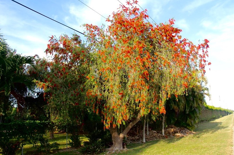 Bottle Brush Weeping