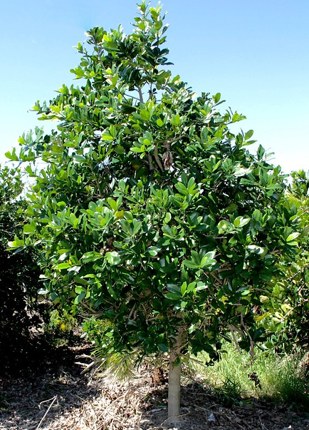 Capparis Flexuosa