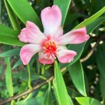 clusia lanceolata-flower