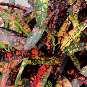 codiaeum-variegatum-croton-red-spot