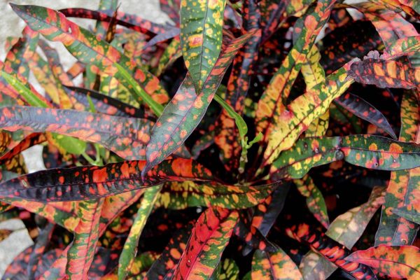 codiaeum-variegatum-croton-red-spot